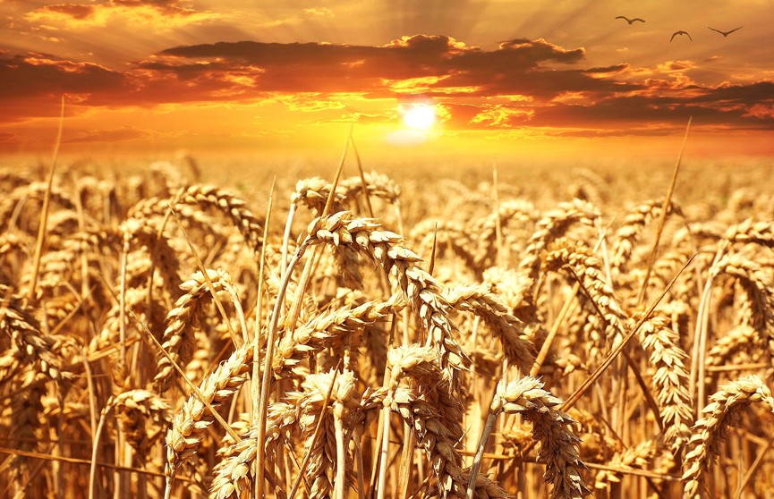 Сельское хозяйство на Украине под угрозой из-за мобилизации фермеров
