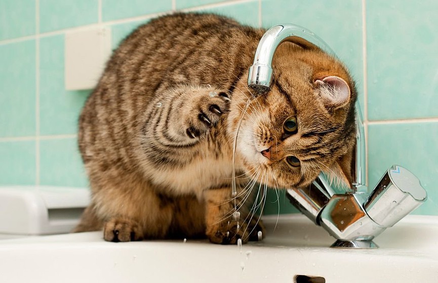 Нелепый способ кота пить воду из-под крана рассмешил соцсети
