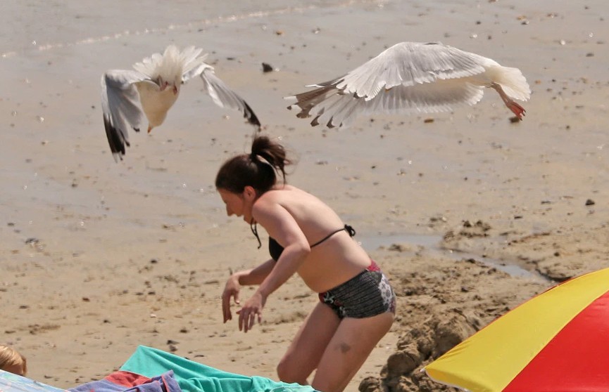 В Британии чайки атакуют отдыхающих на пляже людей