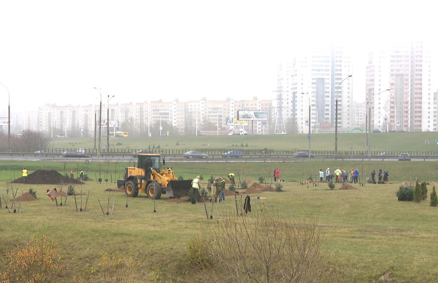Жители Минска приступают к осенним посадкам деревьев и кустарников