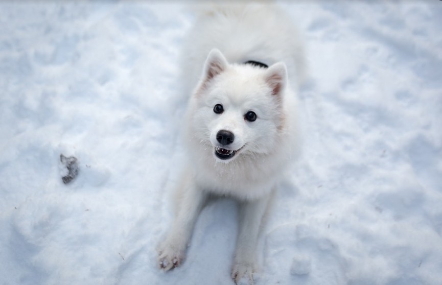 Собака долго гуляла в мороз, вся покрылась льдом и насмешила пользователей соцсетей. Посмотрите, виден только нос!