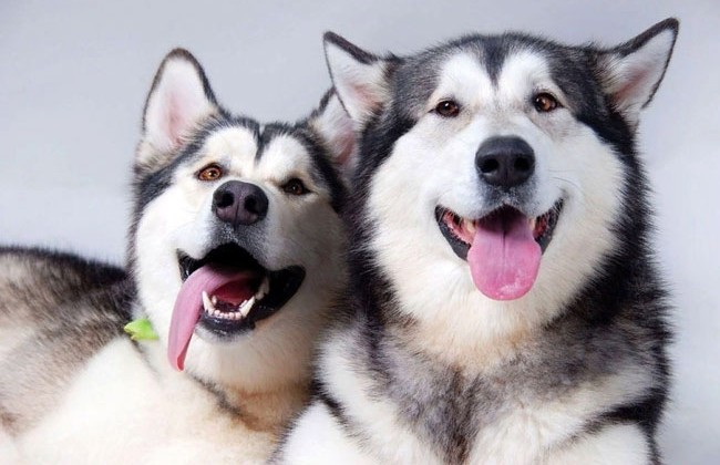 Собаки, которые любят капусту, попали на видео и рассмешили пользователей сети