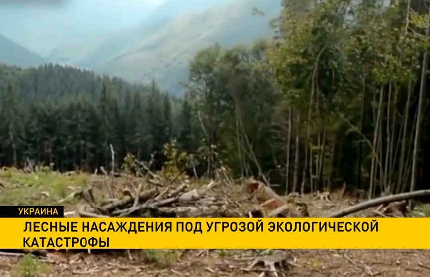 Леса Украины оказались под угрозой исчезновения