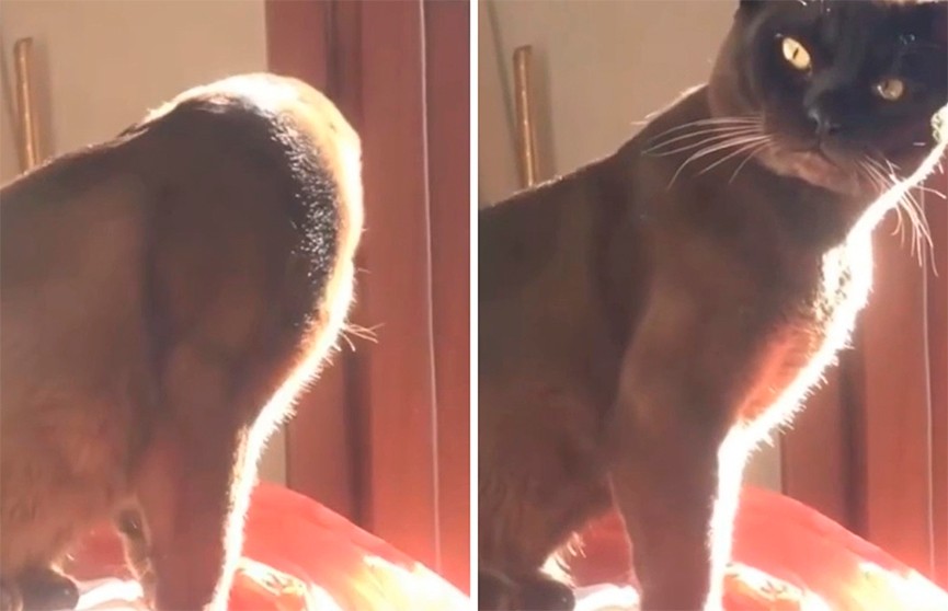 «Что ты сказала?»: реакция кота на предложение хозяйки завести собаку рассмешило интернет