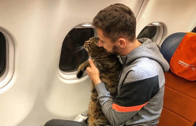 Слишком толстого кота не пропустили на борт самолёта в Шереметьево