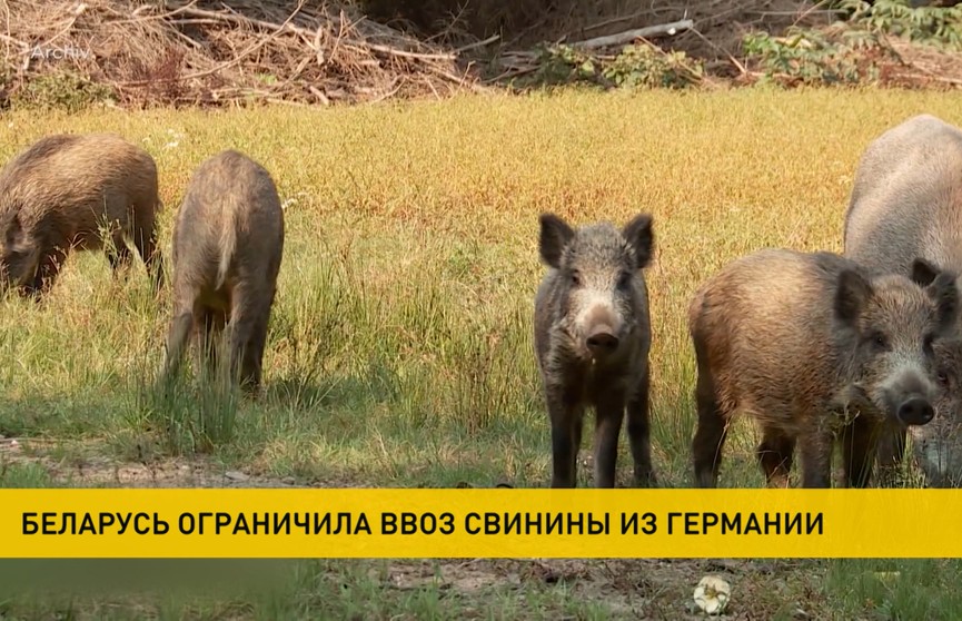Беларусь ограничила ввоз свинины из Германии