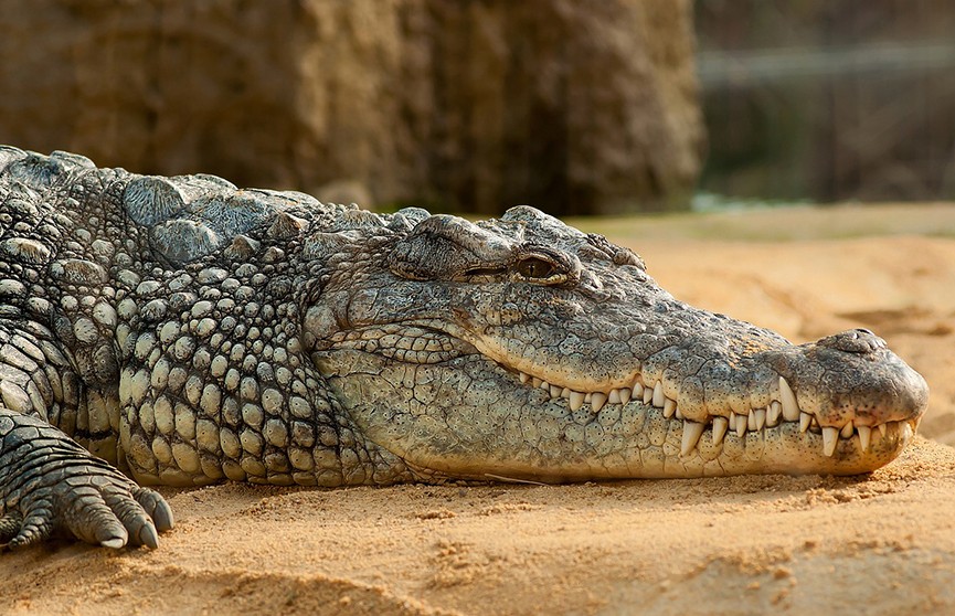 В Минске на торги выставлен живой крокодил