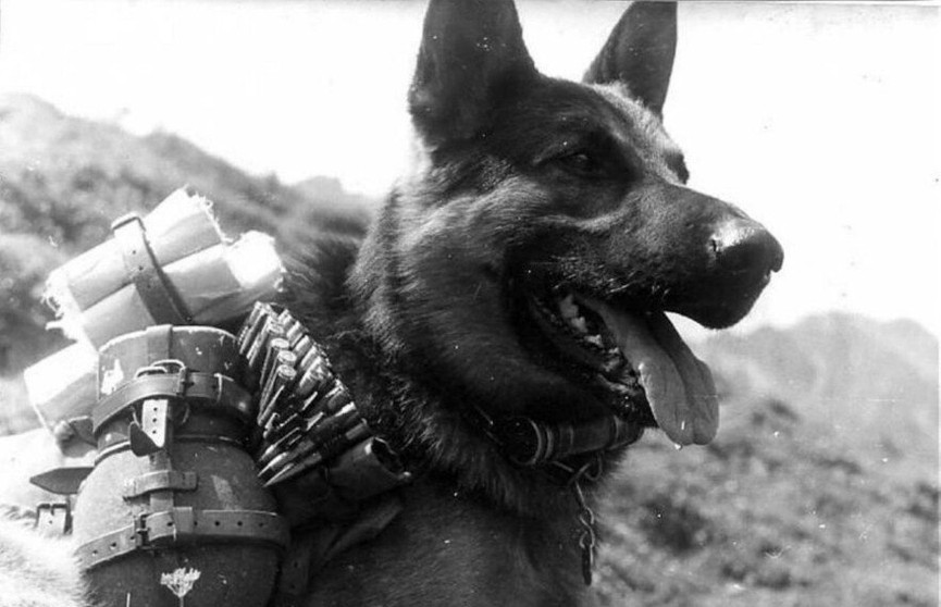 Четвероногие герои: как собаки спасали людей во время Великой Отечественной войны
