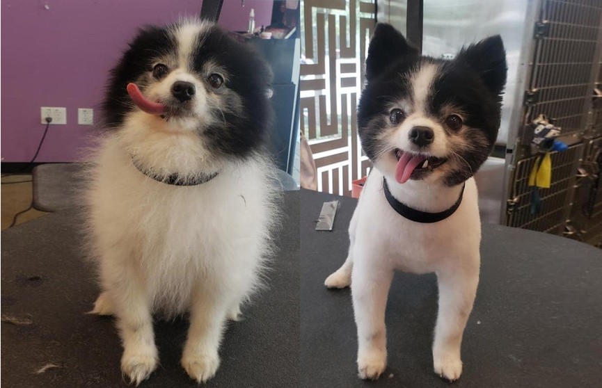До и после: 10 милейших преображений собак после похода к грумеру