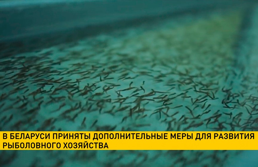 В Беларуси приняты дополнительные меры для развития рыболовного хозяйства