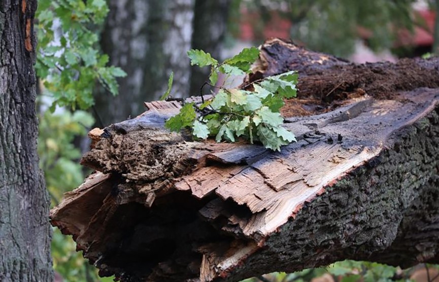 В трех районах Витебской области деревья упали прямо на проезжую часть из-за ветра
