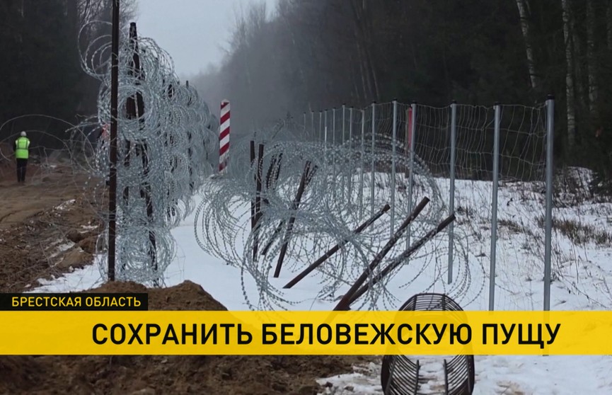 Беларусь пытается не допустить строительства забора на территории Беловежской пущи