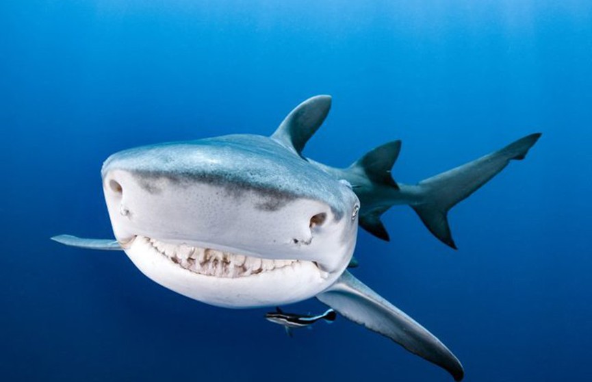 Улыбку акулы запечатлели на фото