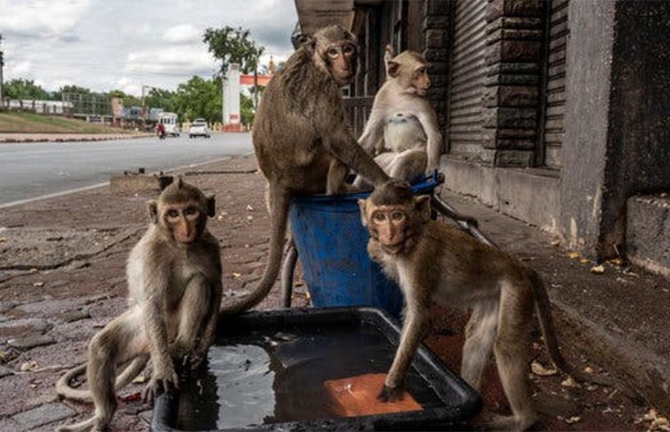 Голодные обезьяны в Таиланде терроризируют население: громят магазины, воруют еду, нападают на прохожих