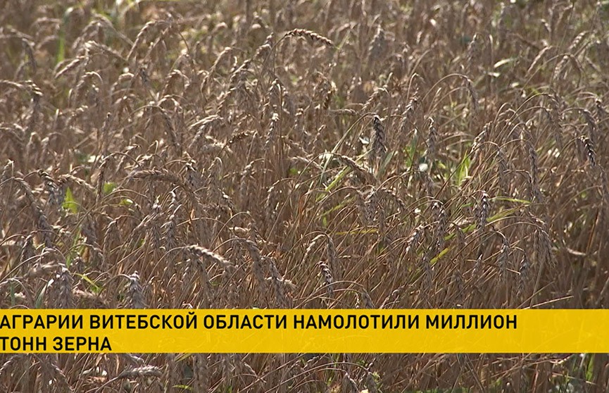 Урожай-2020: в Витебской области аграрии убрали миллион тонн зерна