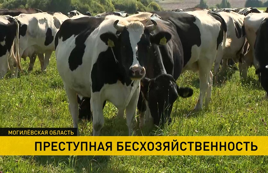 Куда исчезло целое стадо коров в Могилевской области? Схема преступная – возбуждены уголовные дела