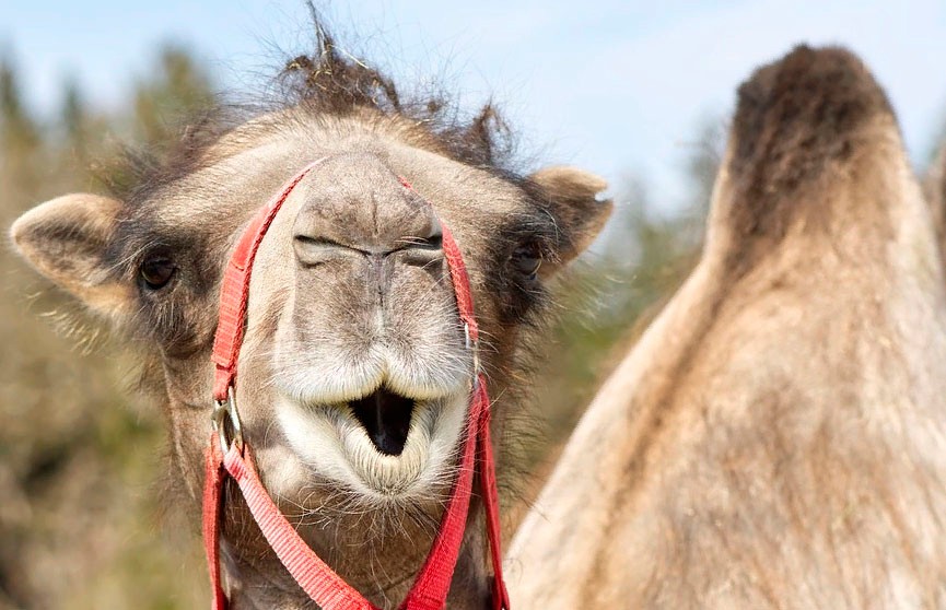 В Сочи нашли верблюдицу Зухру, которая потерялась месяц назад