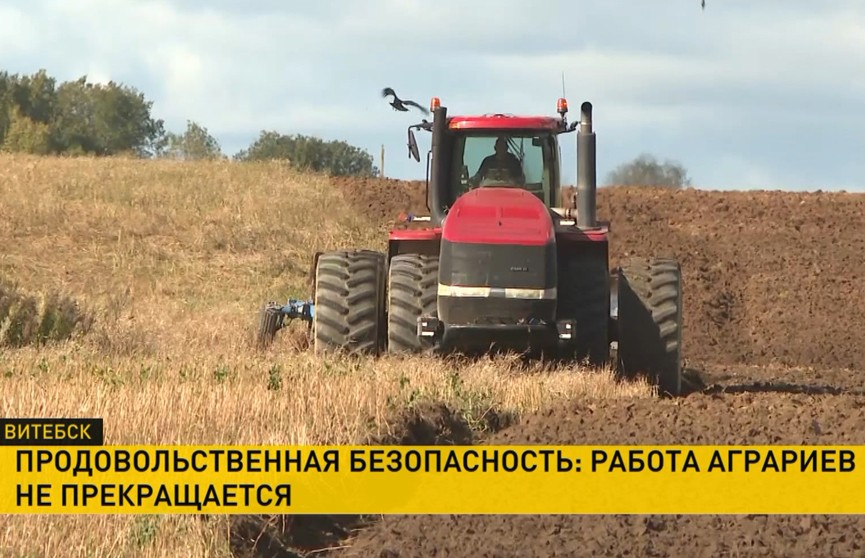 Ветер, дождь и снег – не помеха! Работы в полях продолжаются, активно идет уборка кукурузы