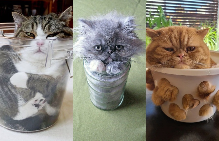 15 доказательств того, что коты – это жидкость. А седьмое фото рассмешит вас до слез!