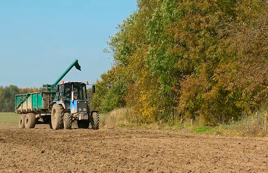 Обед и ужин – в  поле: механизаторы показали, как проходит сев озимых в Витебской области