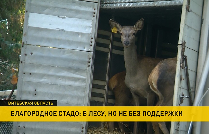 Благородные олени обживаются в Витебской области