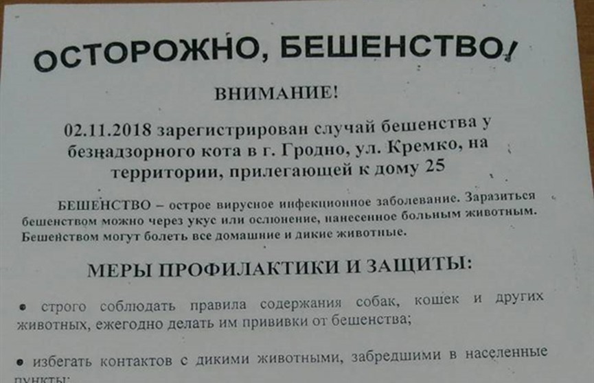 Третий случай бешенства за месяц: в Гродно продолжают находить заражённых животных