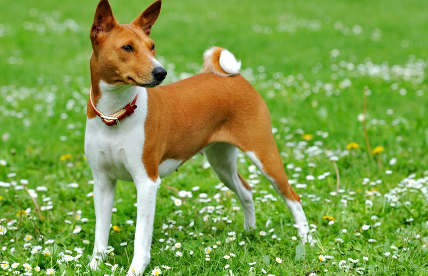 Басенджи – единственная собака, которая не может лаять