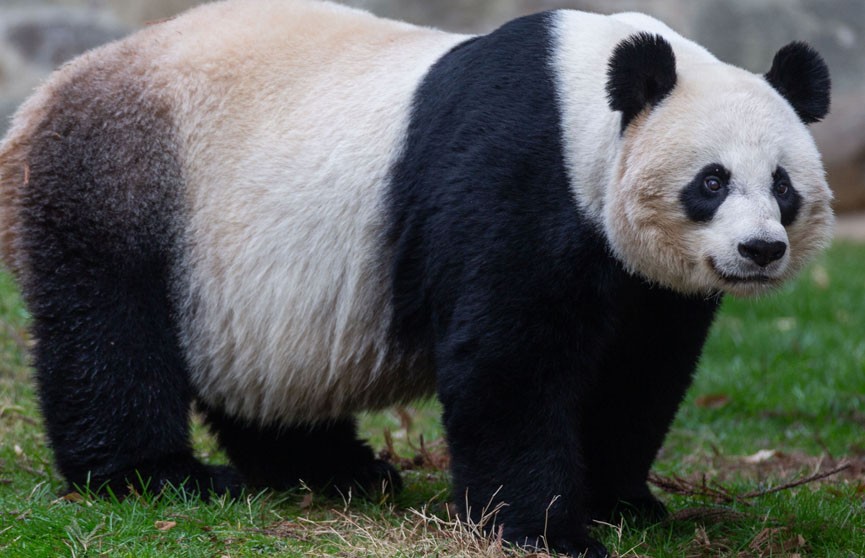 Самая пожилая гигантская панда в США родила медвежонка