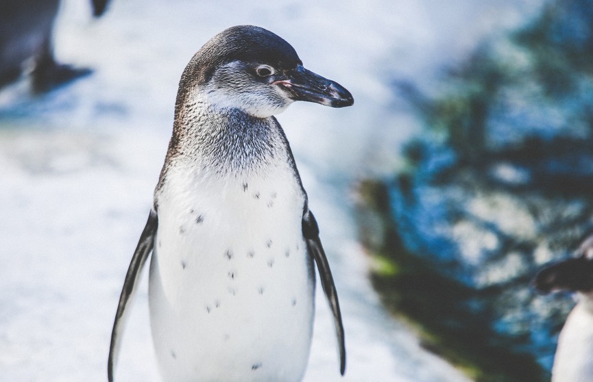 Видеофакт: пингвин уплыл от косаток на лодке с туристами в Антарктиде