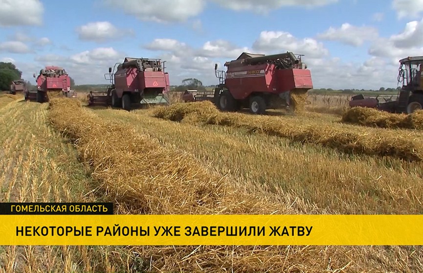 Ливни и грозы в разгар уборочной: как белорусские аграрии сражаются за урожай в непогоду