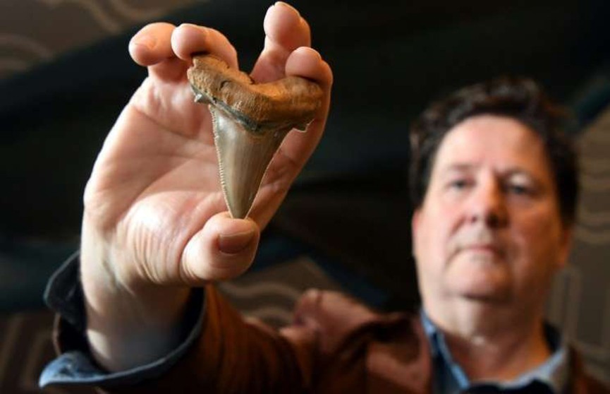 Зубы доисторической мега-акулы обнаружили на пляже в Австралии