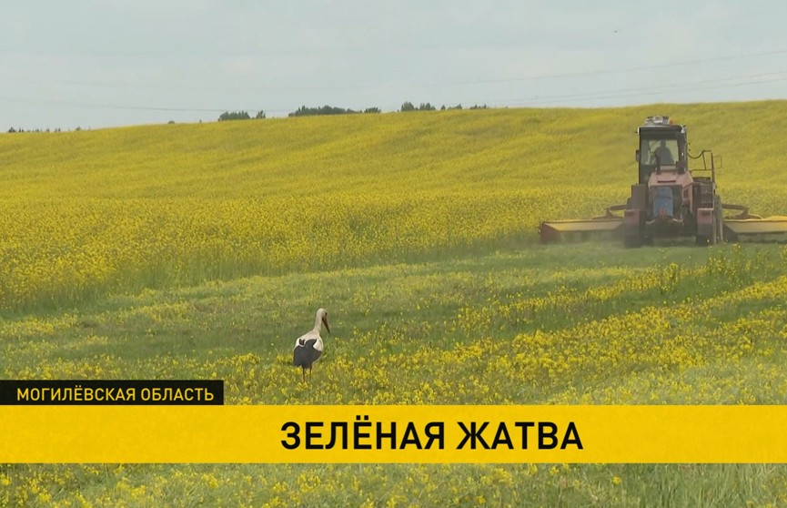 Белорусские аграрии заняты уборкой многолетних трав. Репортаж с полей