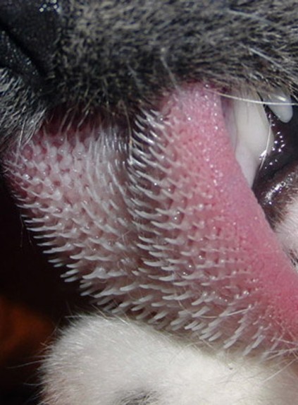 Язык Кошки Под Микроскопом Фото