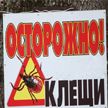 В Беларуси за два месяца из-за укусов клещей медикам поступило более 200 обращений