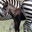 В Кении родилась зебра с необычным окрасом