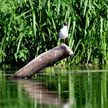 На большинстве рек Беларуси отмечается спад уровня воды