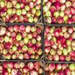 В МАРТ заявили об отсутствии необходимости импорта яблок