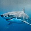 Охота от первого лица: белая акула преследует тюленя в густых водорослях (Видео)