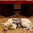 Трогательное фото: служебная собака Джорджа Буша-старшего грустила возле его гроба во время прощания с ним