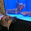 Собака и аквариумная рыбка попытались атаковать друг друга – очень смешное видео