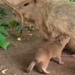 Московский зоопарк впервые показал детенышей капибары (ВИДЕО)