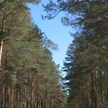 Ограничения и запреты на посещение лесов введены в 78 районах Беларуси