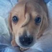 «Маленький волшебный пушистый единорог»: в США нашли щенка с «хвостом» на лбу