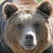 На Сахалине медведь загрыз пенсионерку на глазах у дачников