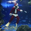Санта-Клаус поздравил мурен  и скатов в аквариуме Токио