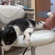 В Турции кот сам пришел в больницу за помощью – у него была сломана лапа. Посмотрите, это удивительно!