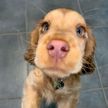 «Эти глаза просто гипнотизируют»: собака прославилась на весь мир из-за невероятных глаз (ФОТО)