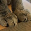Сжимающая «кулак» грозная кошка повеселила интернет-пользователей