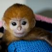 В австралийском зоопарке родилась редчайшая обезьяна
