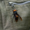 Огромные шершни угрожают пчелам в США